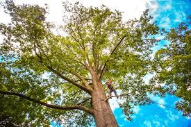 Best Fruit Tree Pruning  in Chesterton, IN