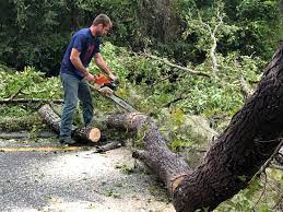 Best Tree Mulching  in Chesterton, IN