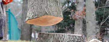 Best Tree Trimming and Pruning  in Chesterton, IN