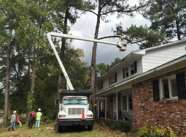Best Storm Damage Tree Cleanup  in Chesterton, IN