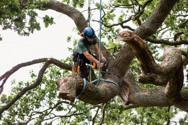 Best Tree Disease Treatment  in Chesterton, IN