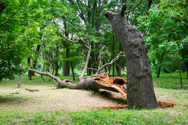Best Tree Risk Assessment  in Chesterton, IN
