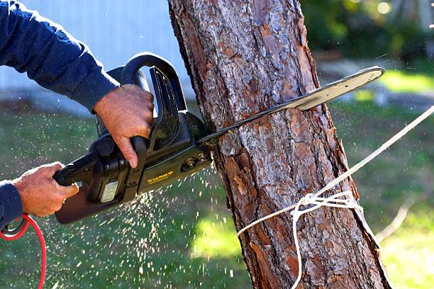 Best Tree Preservation Services  in Chesterton, IN