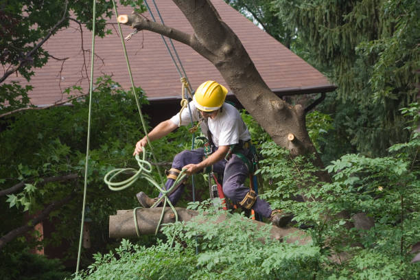 Best Tree Maintenance Programs  in Chesterton, IN