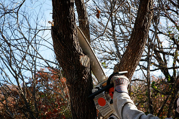 Best Hazardous Tree Removal  in Chesterton, IN