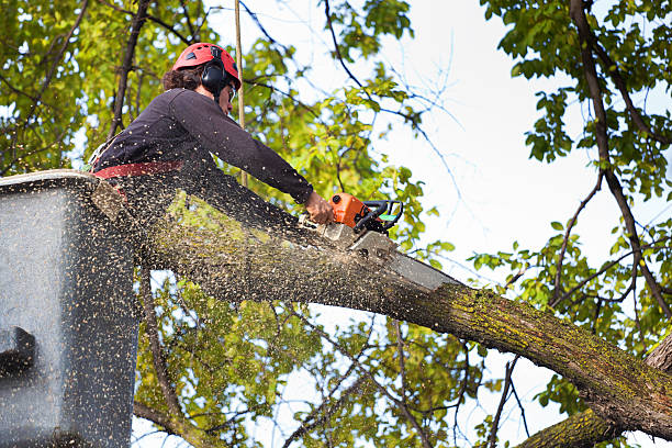 Best Stump Grinding and Removal  in Chesterton, IN