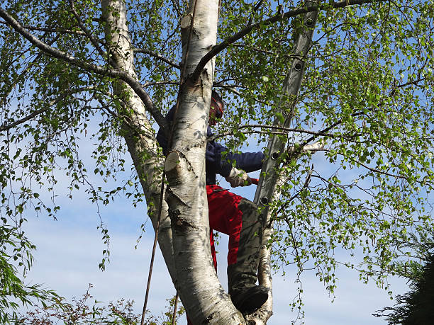 Best Utility Line Clearance  in Chesterton, IN