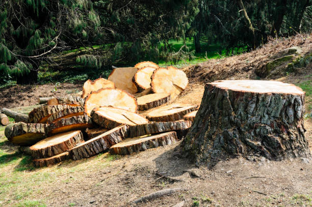 Best Emergency Tree Removal  in Chesterton, IN